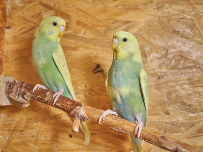 Charlotte und Sophie 1